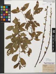 Foto von Salix myrsinifolia Salisb.
